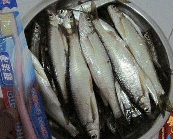 白条钓鱼技巧全解
