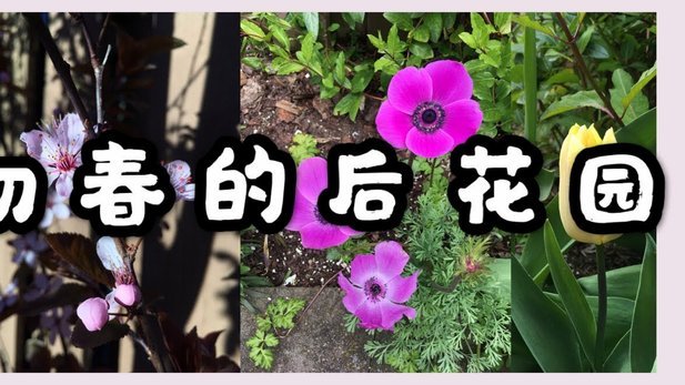 花呗套额度：玩转信用技巧？