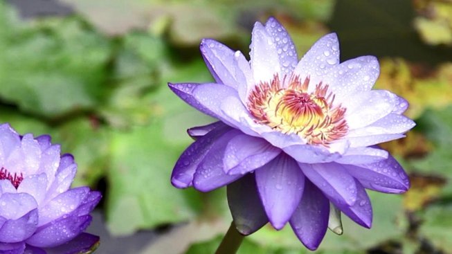 花呗平台是什么平台