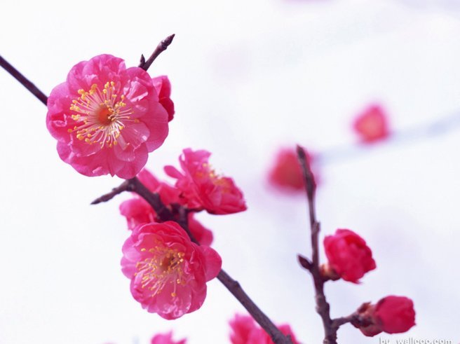 怎样能套花呗