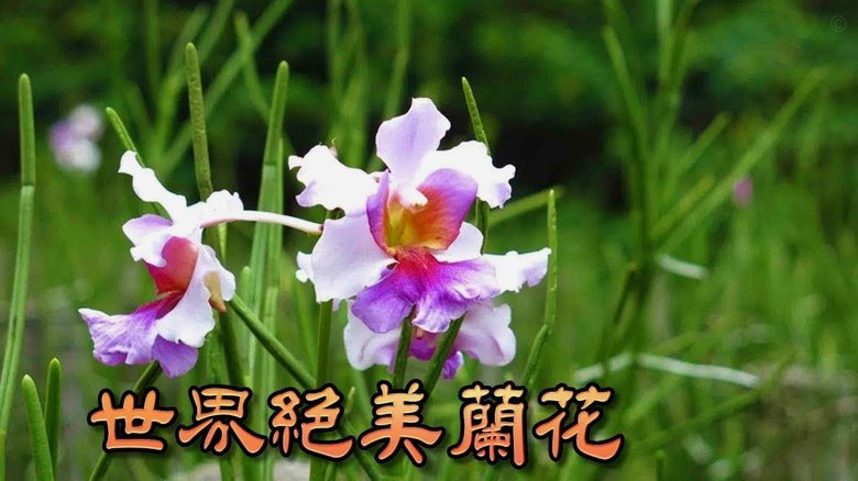 海鸥花呗是正规平台吗