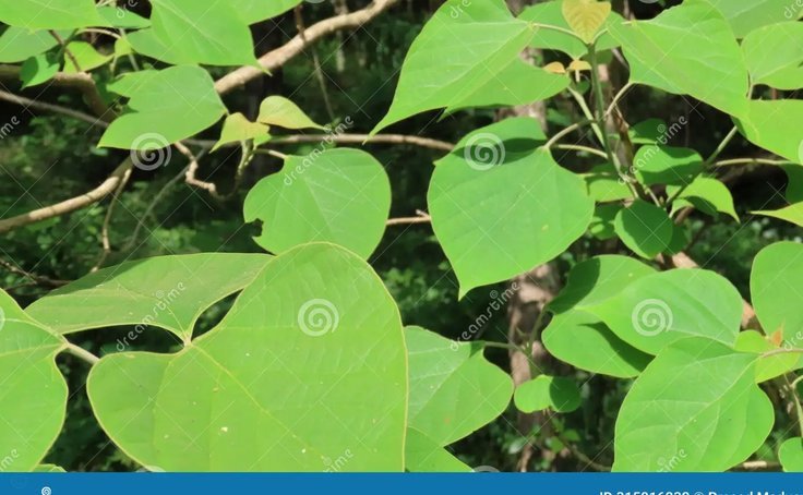 美团月付如何提现到微信