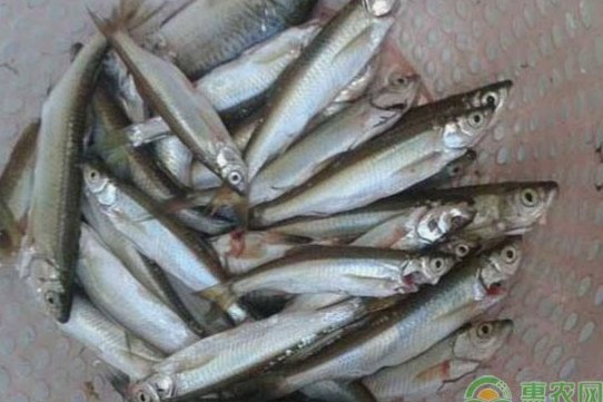 白条加油额度怎么取现