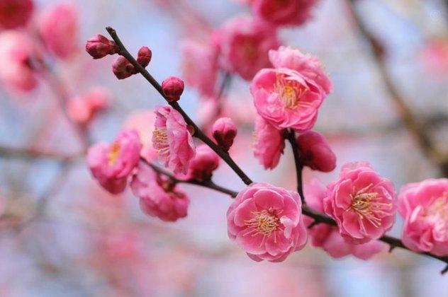 花呗的怎么提现到微信
