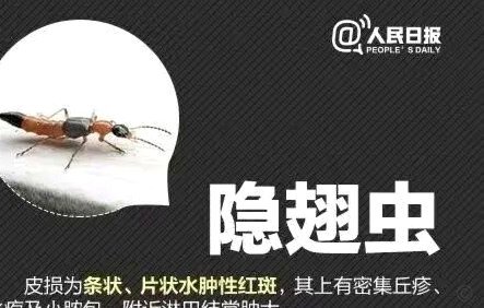 济南夜空中飞舞的硫酸隐翅虫