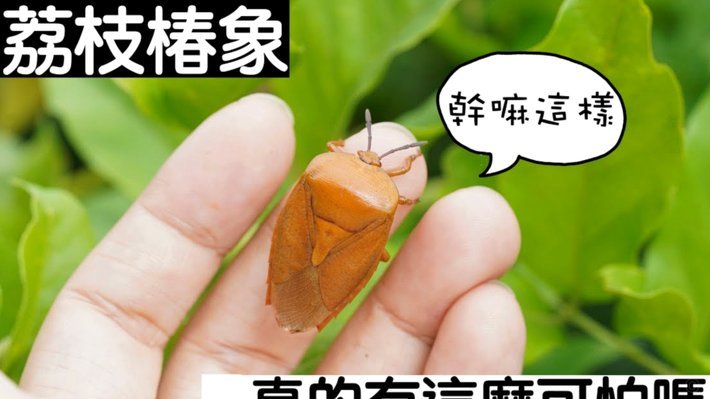 便荔卡额度如何安全合规地取现